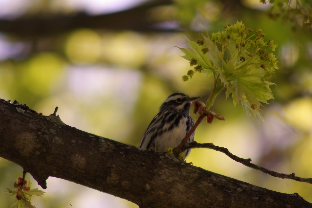 Black-and-white Warbler - ML242828321