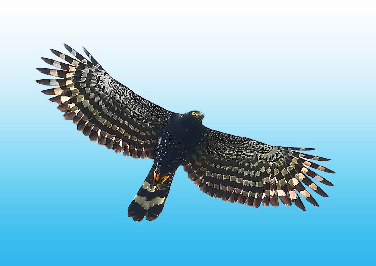 Чёрный хохлатый орёл - ML242831211