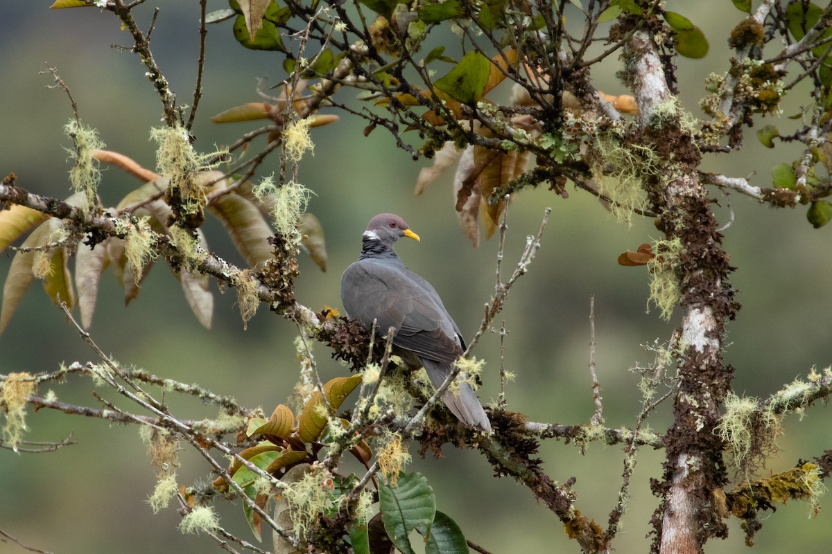 Band-tailed Pigeon - ML242840811