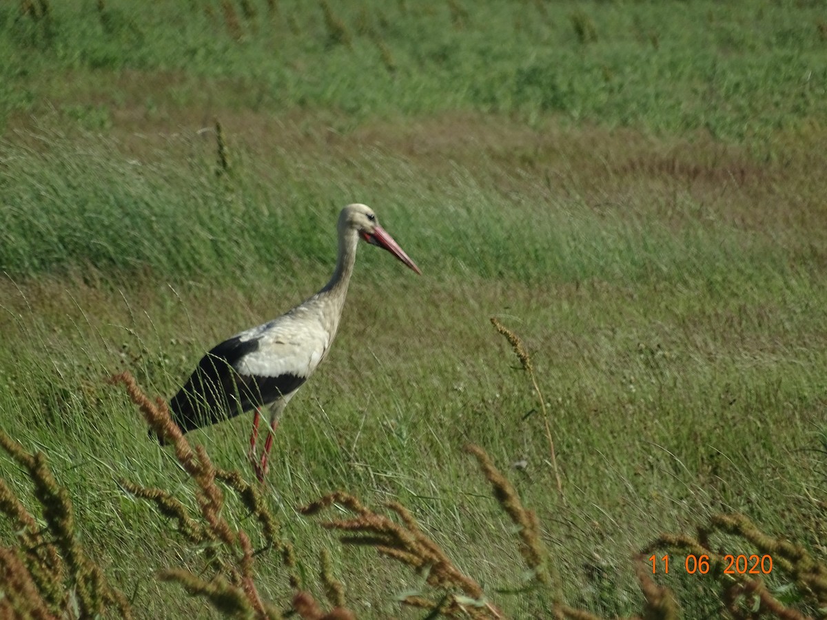 White Stork - Vagelis Kaniastas