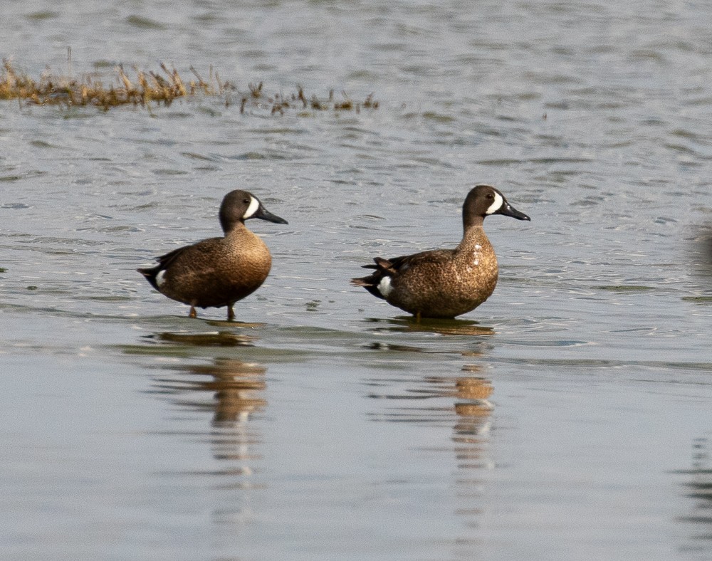 Blue-winged Teal - ML242846281