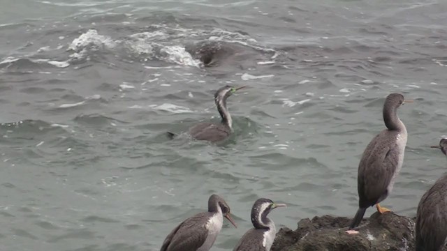 Spotted Shag - ML242853371