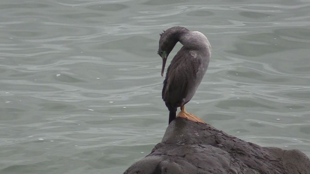 Spotted Shag - ML242853411