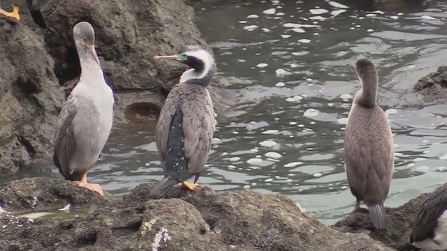 Spotted Shag - ML242853531