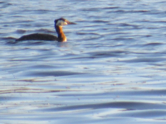 Red-necked Grebe - ML242855901