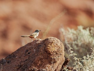  - Steinbach's Canastero