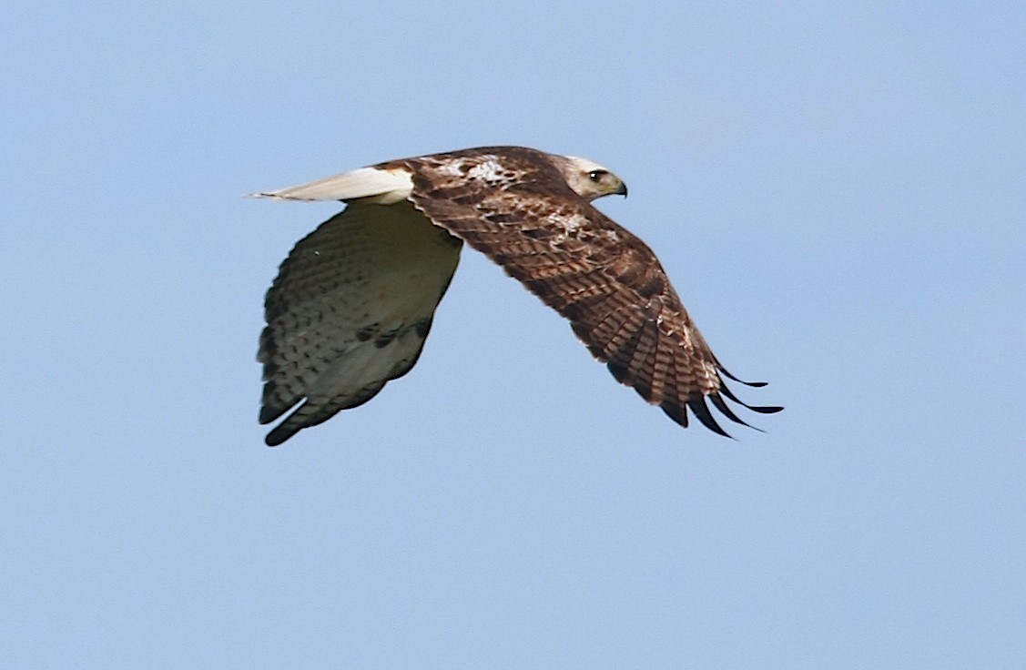 Red-tailed Hawk (Krider's) - ML242857291