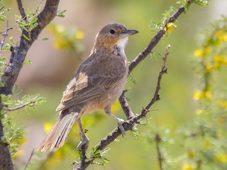  - White-throated Cacholote