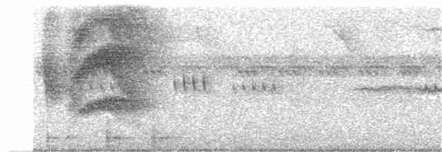 Large-tailed Antshrike - ML242865841