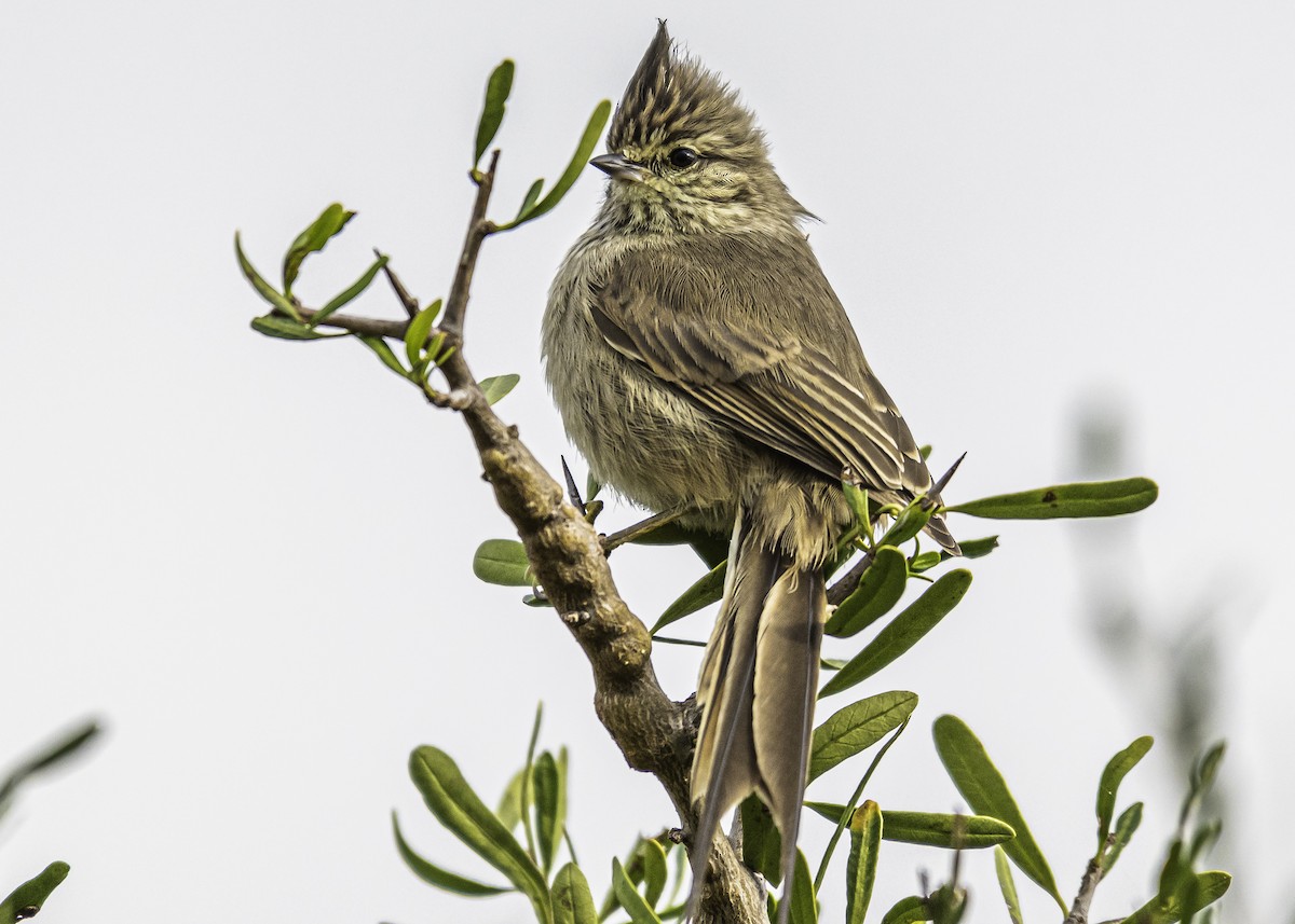 Tufted Tit-Spinetail - ML242868431