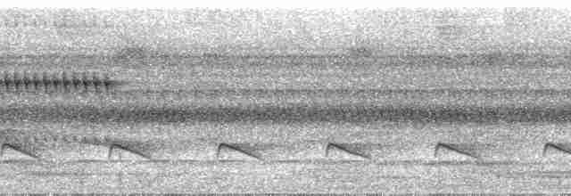 Iheringameisenschlüpfer (oreni) - ML24287