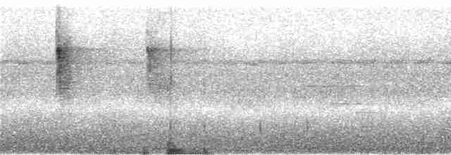 kilenebbtreløper (pectoralis gr.) - ML242870