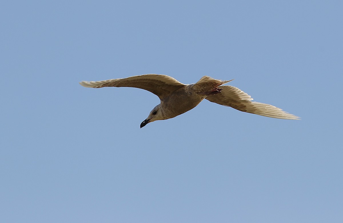 Glaucous-winged Gull - ML242871551