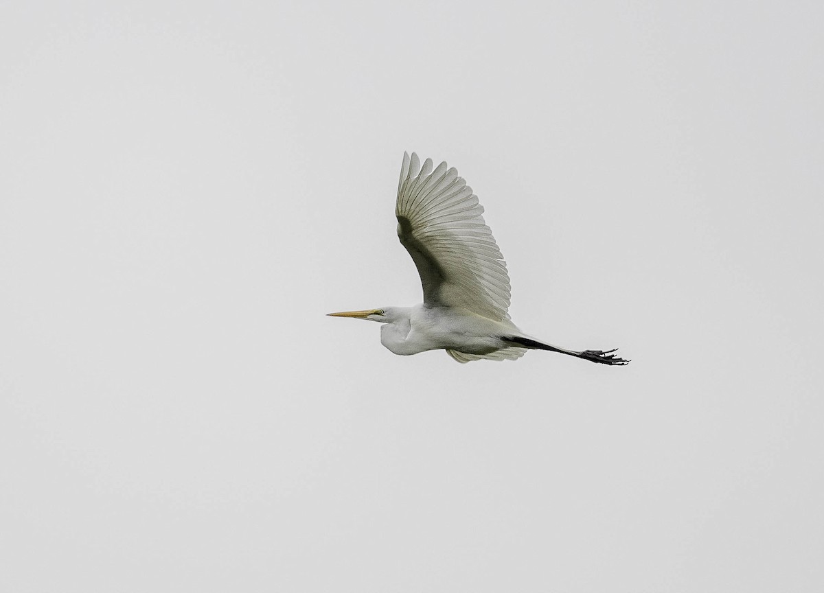 Great Egret - Yannick Fleury
