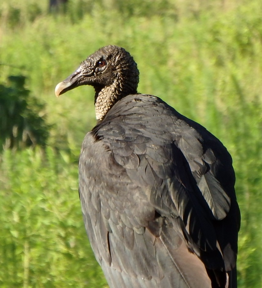Black Vulture - Donna Fernstrom