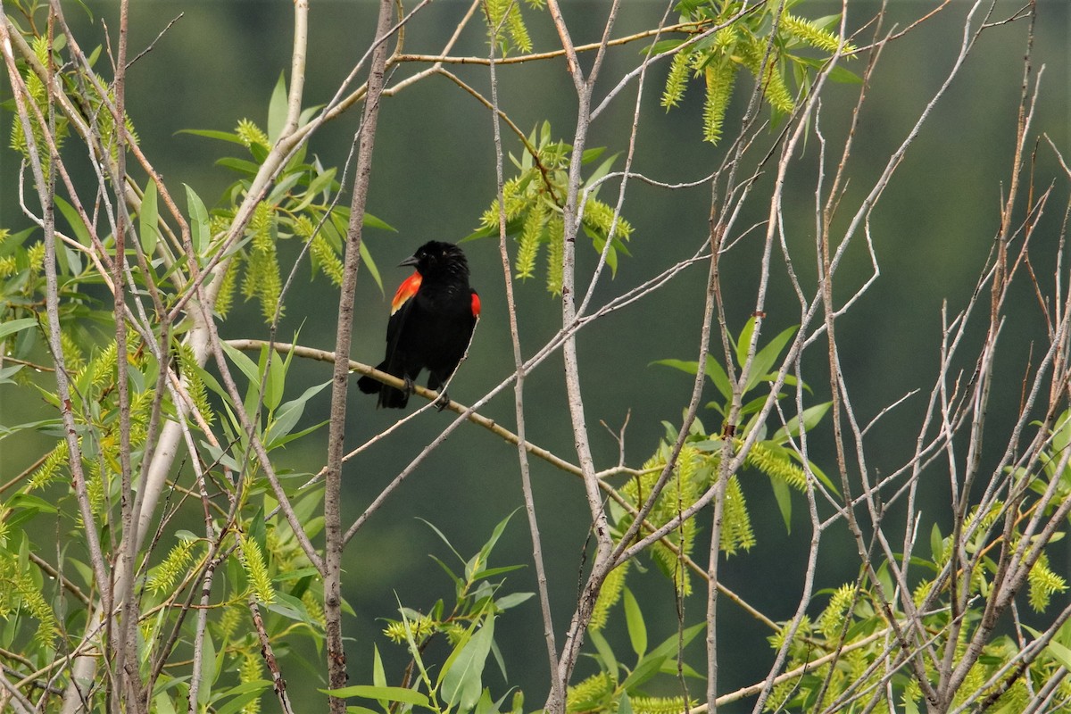 Red-winged Blackbird - Don Manson