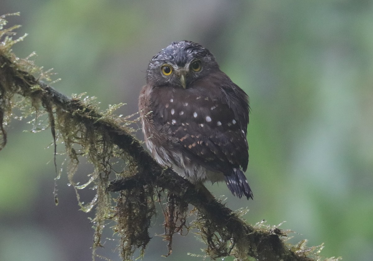 Cloud-forest Pygmy-Owl - ML242878391