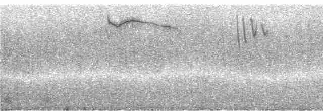 Kısa Kuyruklu Ormanyıldızı - ML242879
