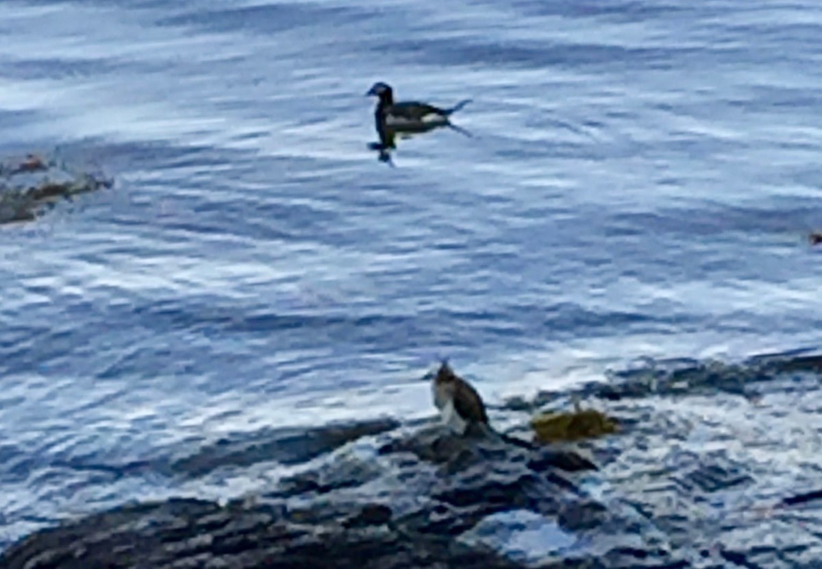 Long-tailed Duck - ML242888901