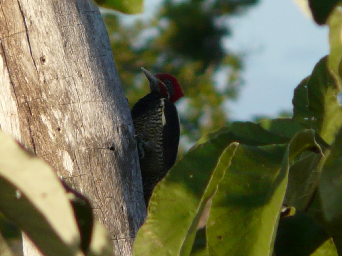Lineated Woodpecker - ML242889301