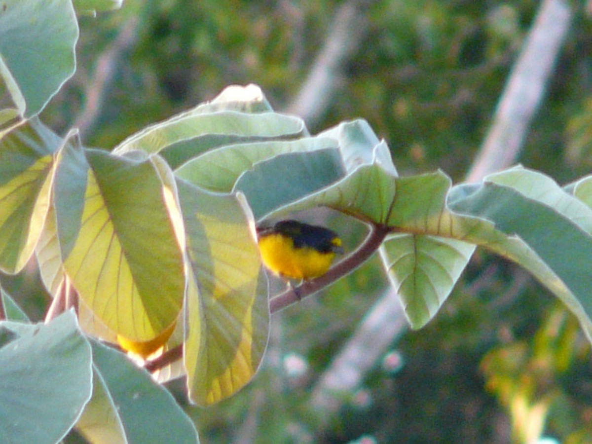 Yellow-throated Euphonia - Luis Alberto Herrera