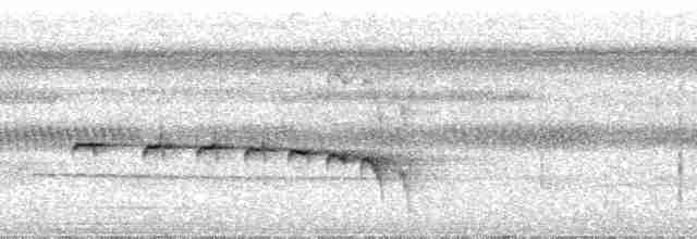 Kuzeyli Kestanerengi Karıncakuşu (hemimelaena) - ML24289