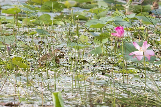 Bird in a lake; Maharashtra, India. - Yellow Bittern - 