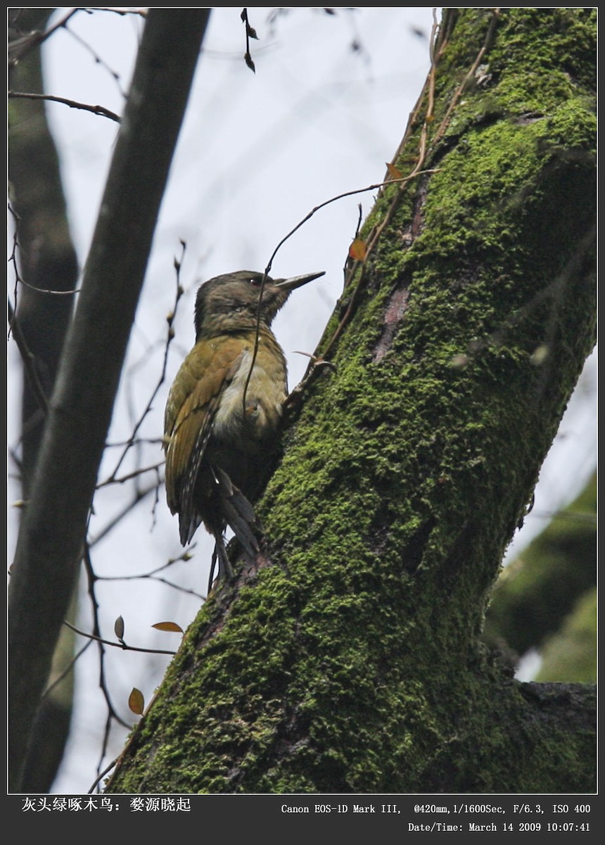 Gray-headed Woodpecker - ML242900051
