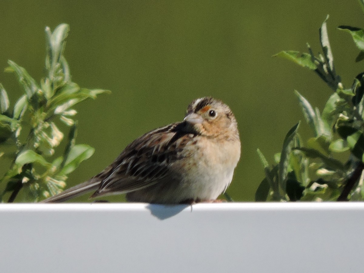 Grasshopper Sparrow - ML242900441