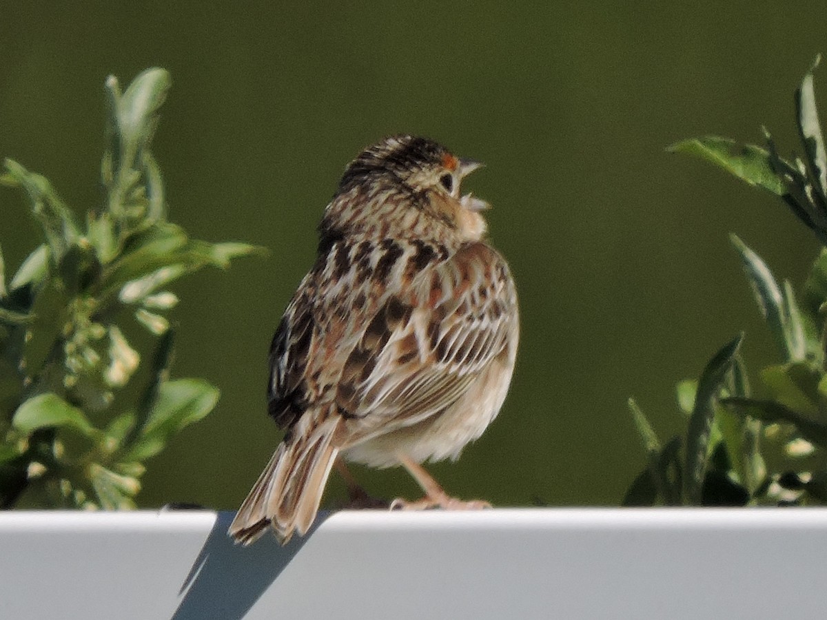 Grasshopper Sparrow - ML242901641
