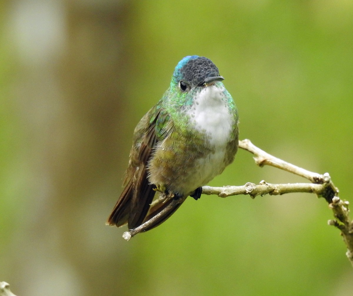 Azure-crowned Hummingbird - ML242902241