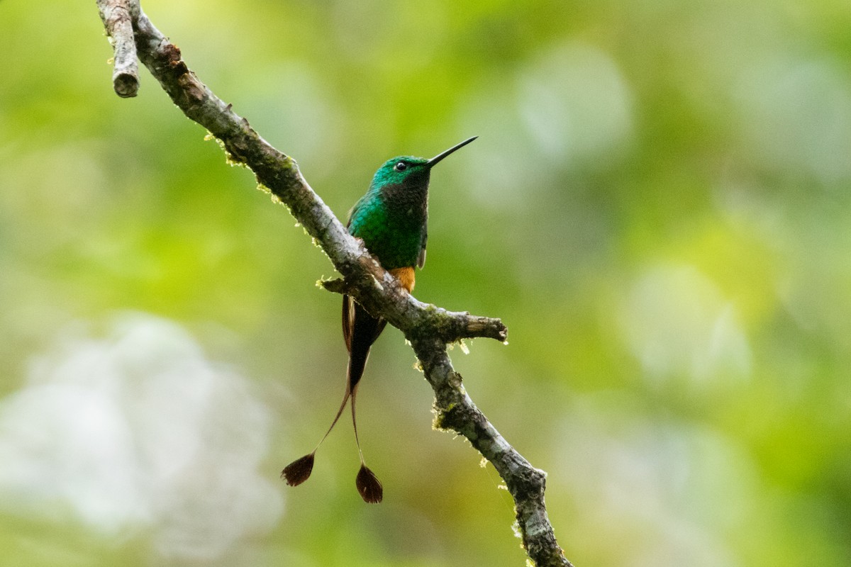 Rufous-booted Racket-tail - Thibaud Aronson