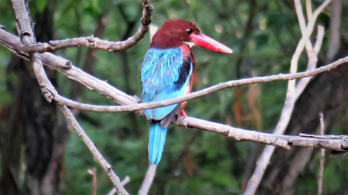 White-throated Kingfisher - Rob Carr
