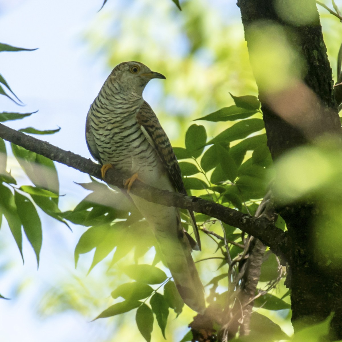 Common Cuckoo - Celesta von Chamier
