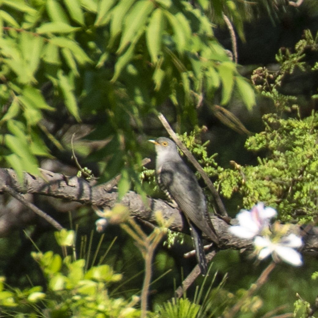 Common Cuckoo - ML242911581