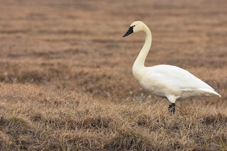 Tundra Swan, ML242912921