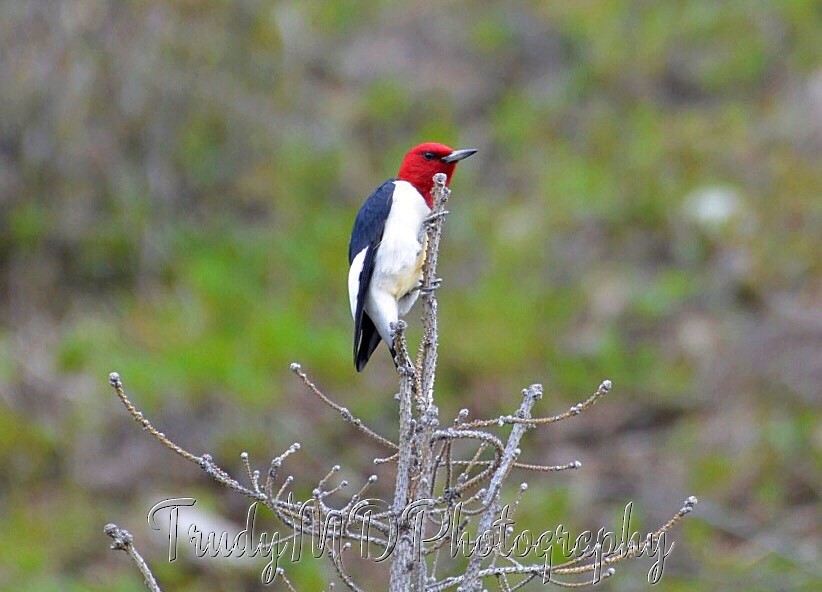 Red-headed Woodpecker - trudy marie