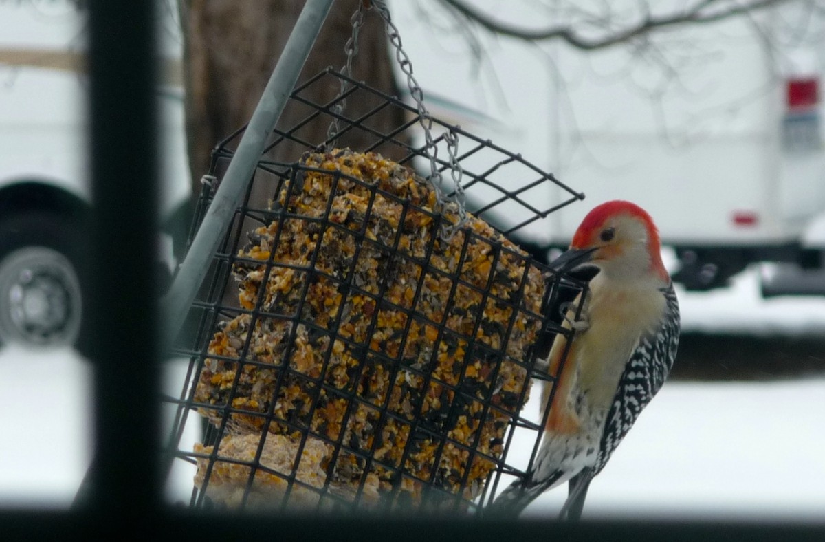 Red-bellied Woodpecker - Marsha Colt