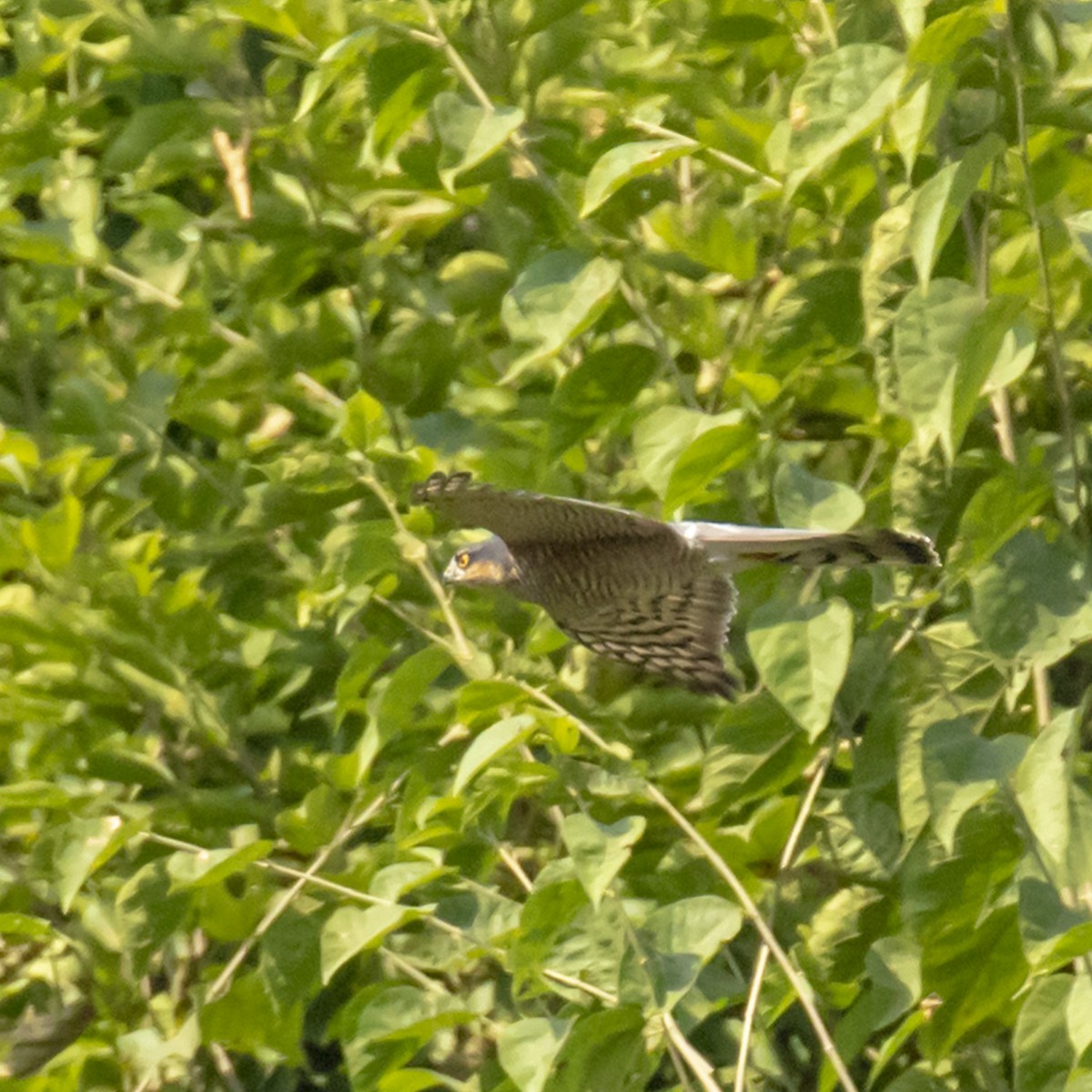 Eurasian Sparrowhawk - Celesta von Chamier