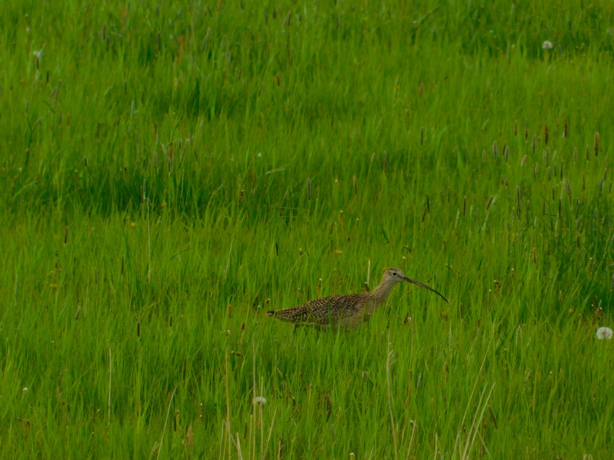 Long-billed Curlew - ML242919261