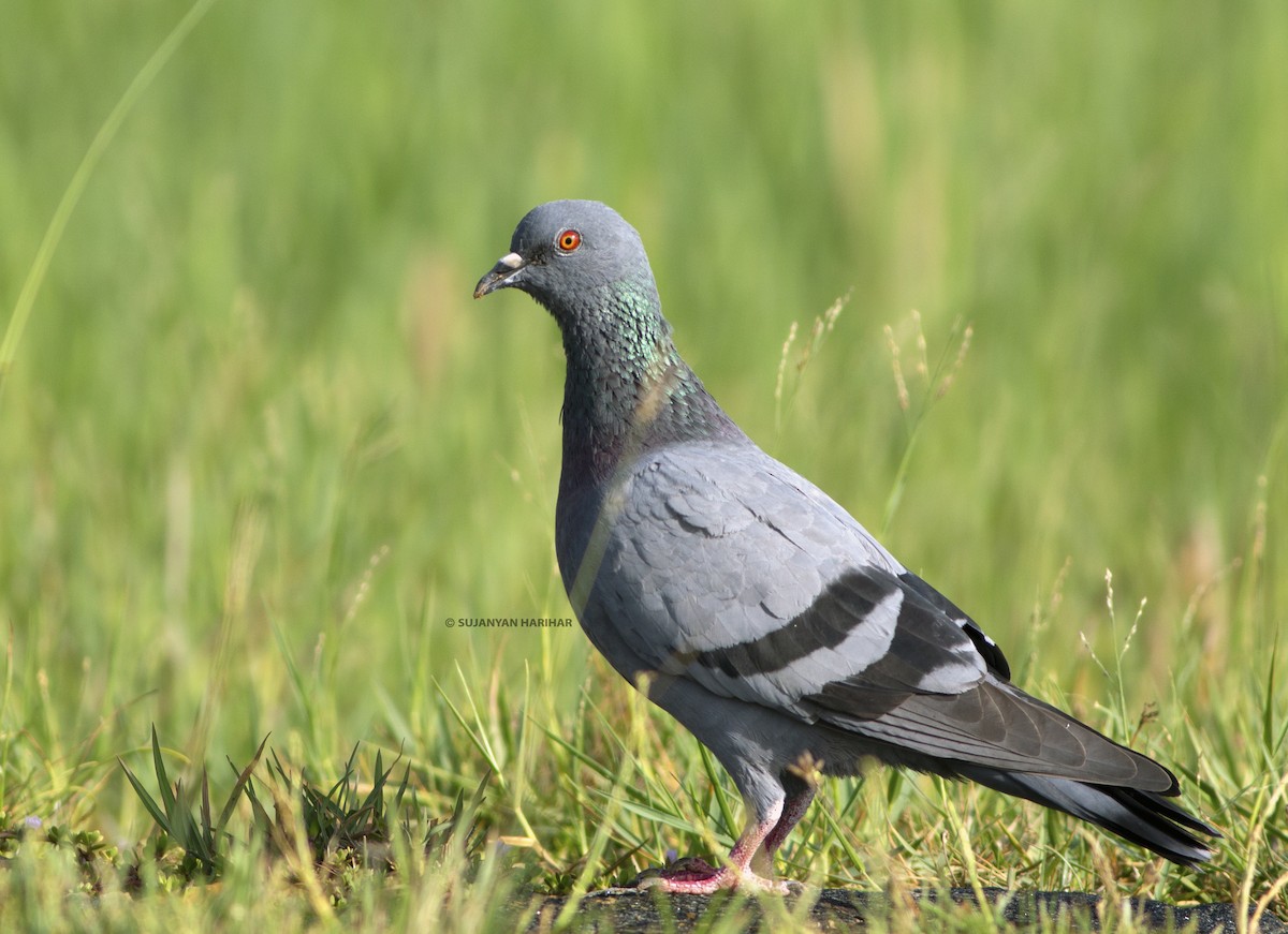 Rock Pigeon (Feral Pigeon) - ML242927831