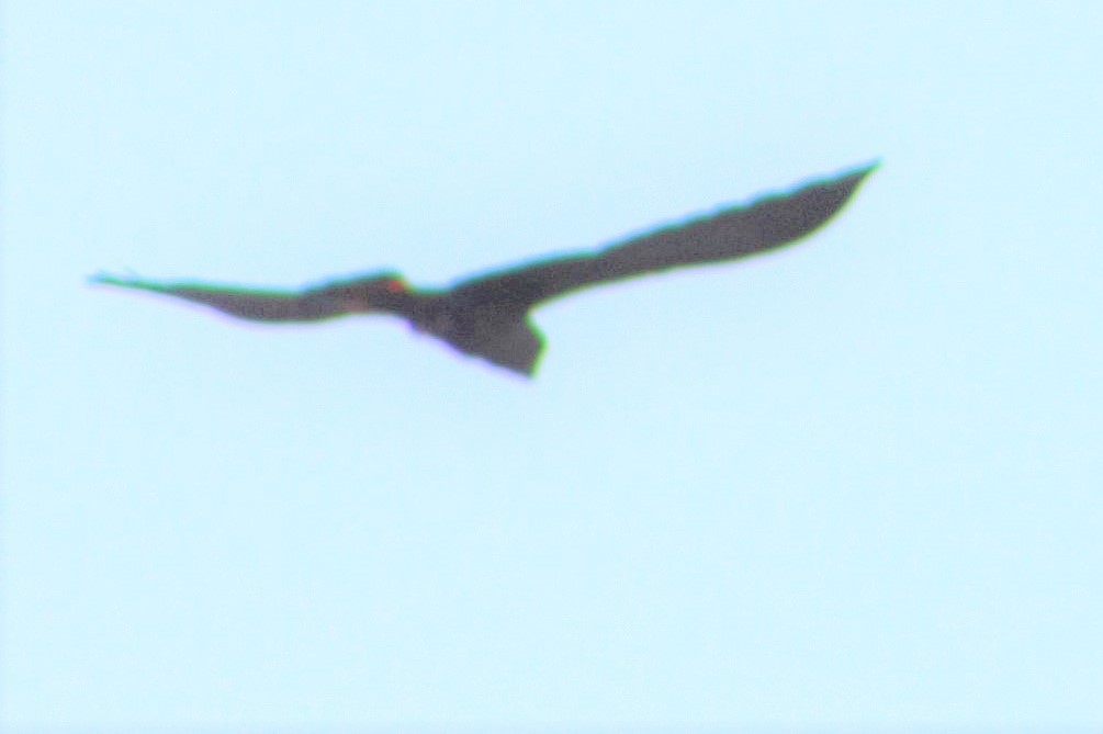 kakadu hnědohlavý - ML242930841