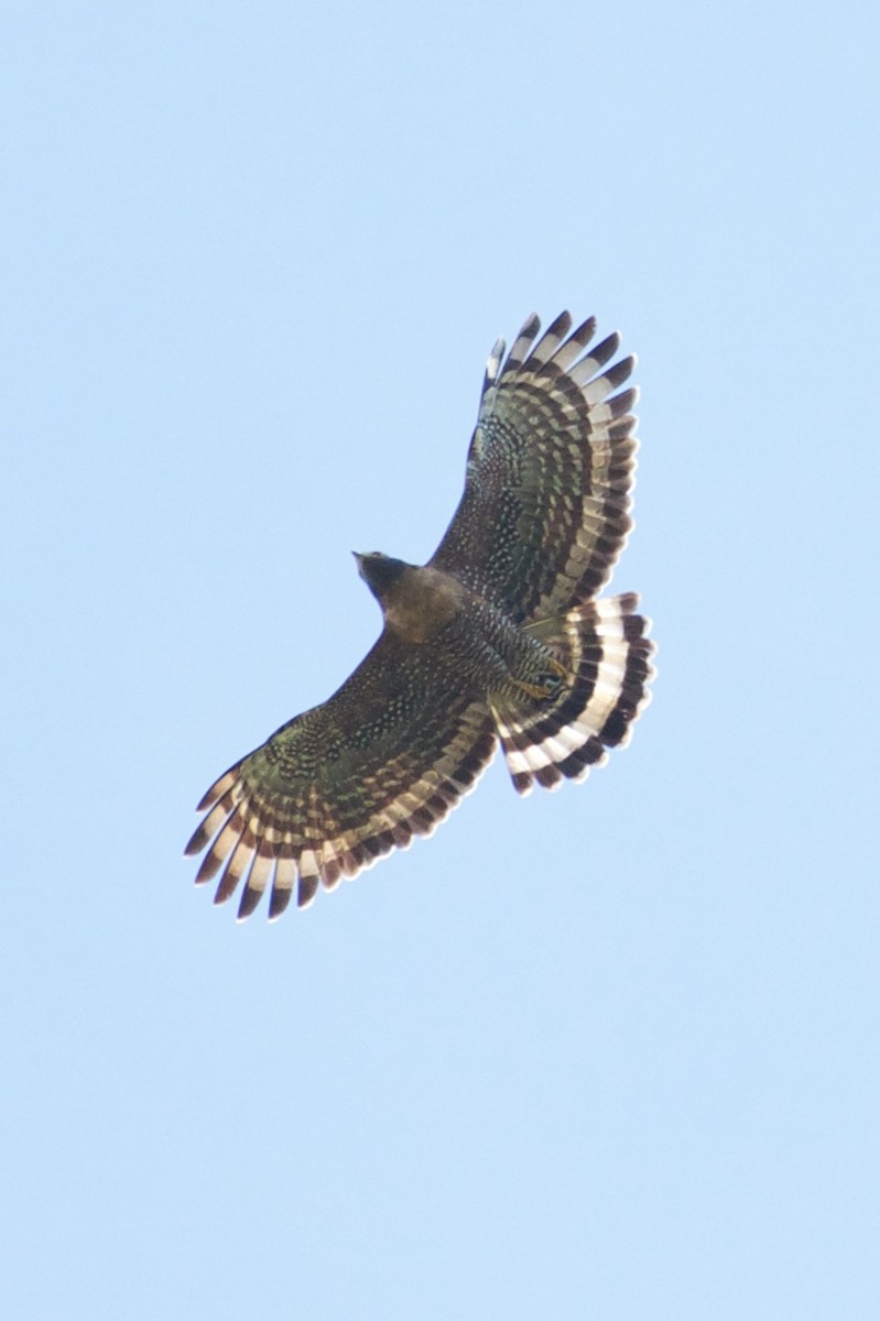 Sulawesi Serpent-Eagle - ML242932331