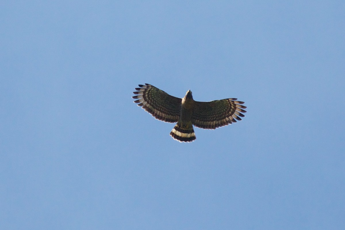 Sulawesi Serpent-Eagle - ML242932351