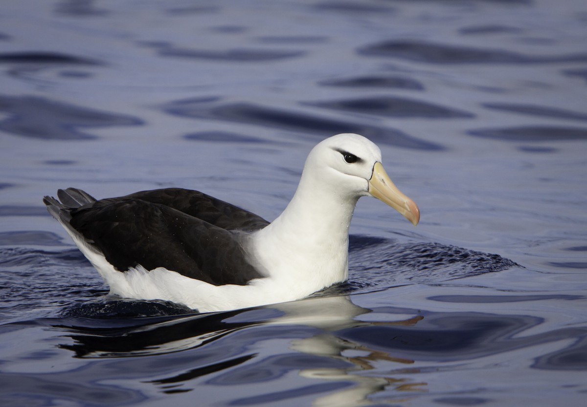 Albatros à sourcils noirs - ML242934571