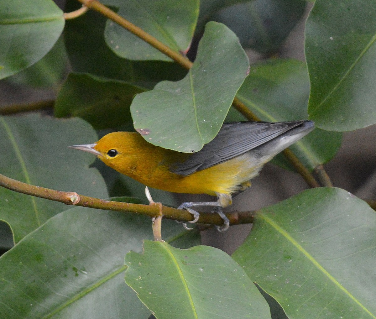 Prothonotary Warbler - ML24293541