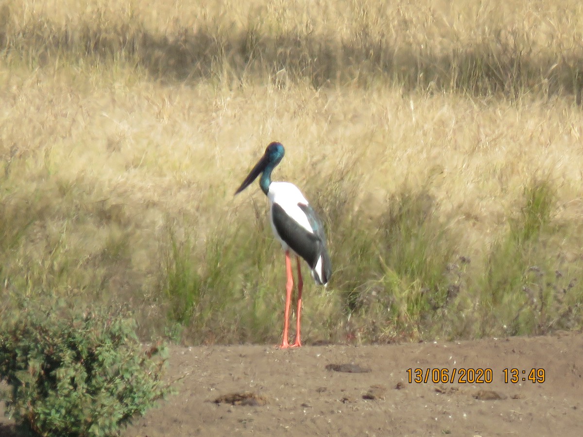 Black-necked Stork - ML242937961