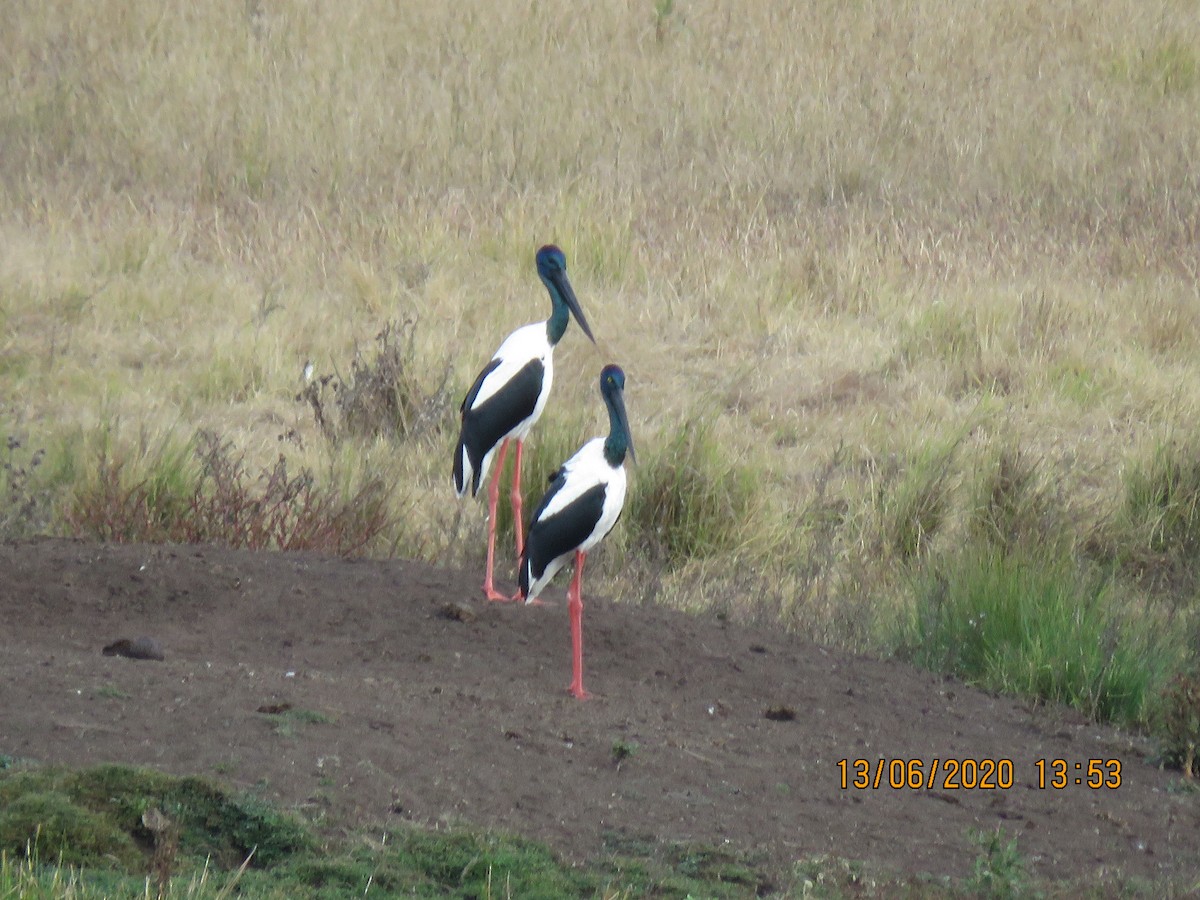 Black-necked Stork - ML242937971