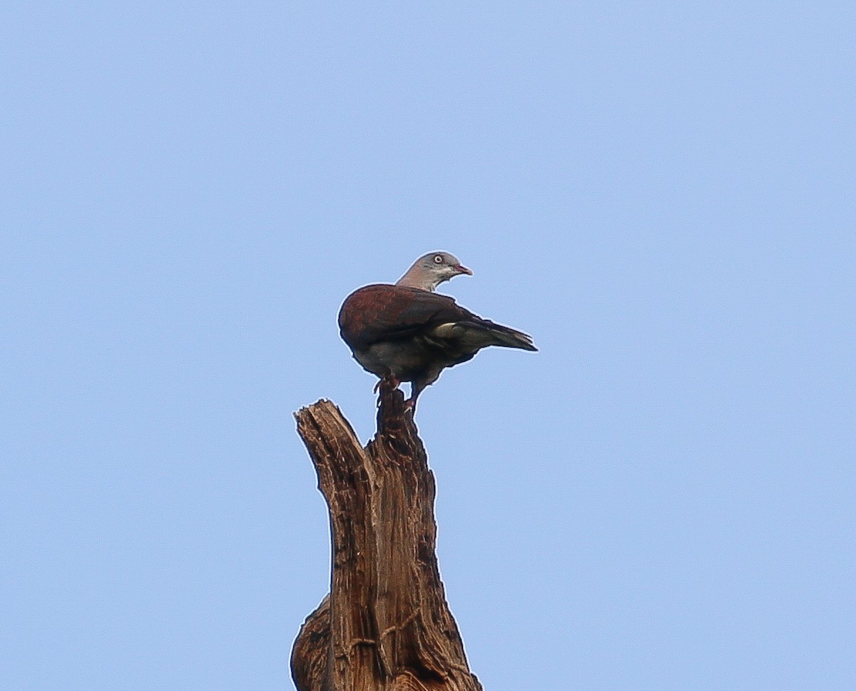 Mountain Imperial-Pigeon - Neoh Hor Kee