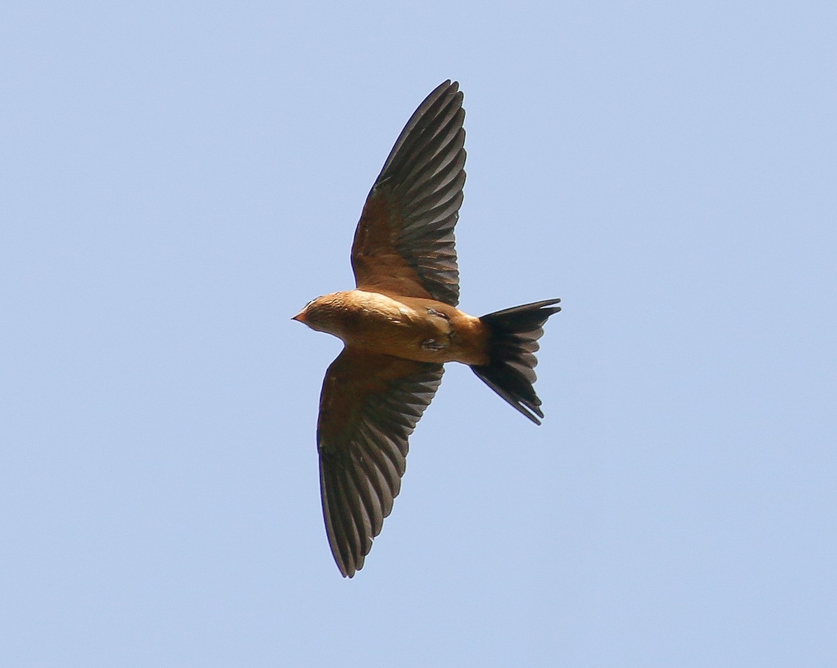 Rufous-bellied Swallow - ML242943901